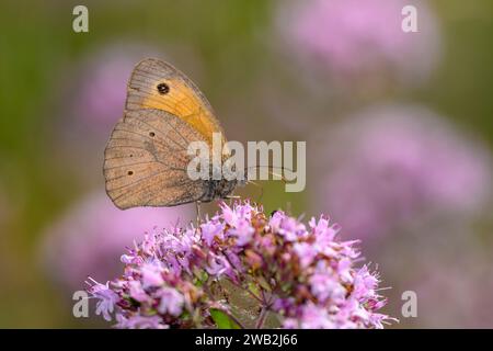 Papillon brun des Prairies- Maniola jurtina suce le nectar avec son tronc de la fleur d'Origanum vulgare - origan ou marjolaine sauvage Banque D'Images