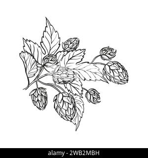 Croquis vectoriel dessiné à la main de plante de houblon avec des feuilles et des bourgeons, ingrédients de bière artisanale, illustration en noir et blanc de branche humulus lupulus, illu encré Illustration de Vecteur