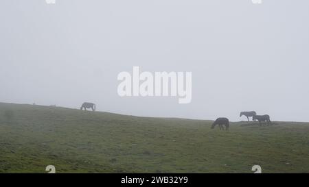 Un groupe de chevaux paissant dans une prairie verte par jour brumeux Banque D'Images