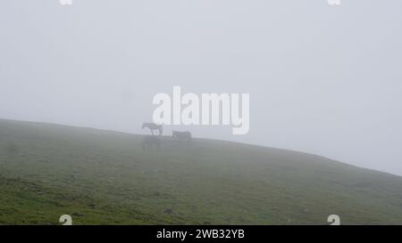 Un groupe de chevaux paissant dans une prairie verte par jour brumeux Banque D'Images