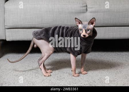 Chat canadien Sphynx dans des vêtements en body gris chaud à la maison. Banque D'Images