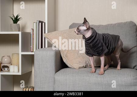 Chat canadien Sphynx dans des vêtements en body gris chaud à la maison. Banque D'Images