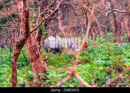 Une grande femelle rhinocéros indien avec son ourson à la recherche de nourriture dans une zone boisée épaisse du sanctuaire de faune de Pobitora à Assam, en Inde. Banque D'Images