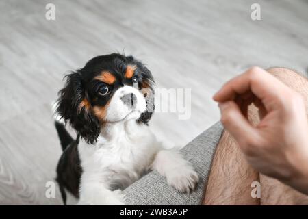 Drôle chiot cavalier Charles King Spaniel tend la main au propriétaire pour la nourriture Banque D'Images