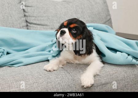 Chiot cavalier roi charles Spaniel couché sur une couverture dans la chambre sur le lit dans la maison Banque D'Images