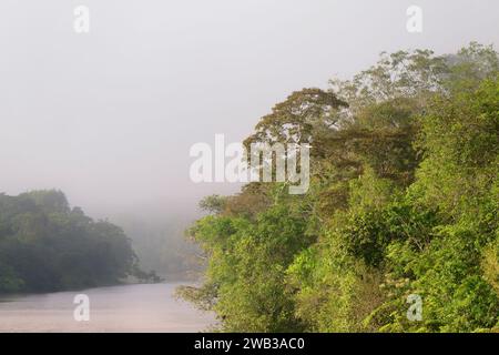 Brouillard matinal sur la rivière Amana, un affluent de l'Amazonie, état d'Amazonas, Brésil Banque D'Images