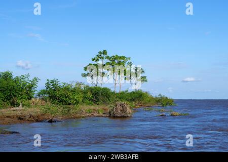 Forêt inondée sur la lagune d'Itapicuru, État de Para, Brésil Banque D'Images