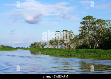 Forêt inondée sur la lagune d'Itapicuru, État de Para, Brésil Banque D'Images