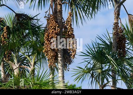 Fruits du palmier Mauritia flexuosa connu sous le nom de palmier moriche, État de Para, Brésil Banque D'Images