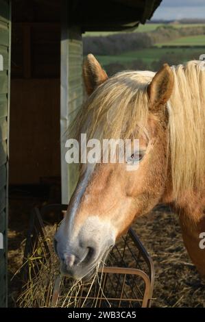 Gros plan d'un poney Haflinger mangeant du foin le jour d'hiver Angleterre Banque D'Images