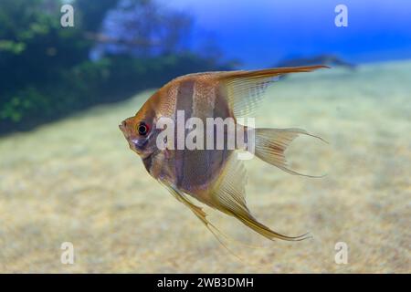 Pterophyllum scalare angelfish, poisson de la famille des Cichlidae. Banque D'Images