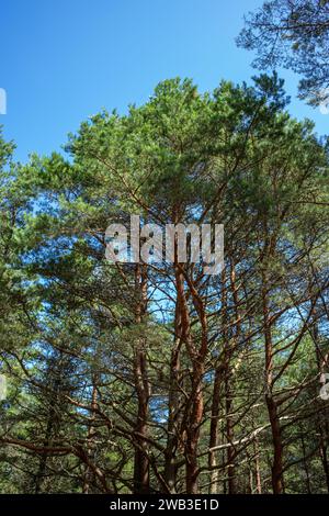 Vue de dessous de grands vieux arbres dans la forêt primitive à feuilles persistantes de la réserve naturelle. Broche de Courlande, russie. Ciel bleu en arrière-plan Banque D'Images