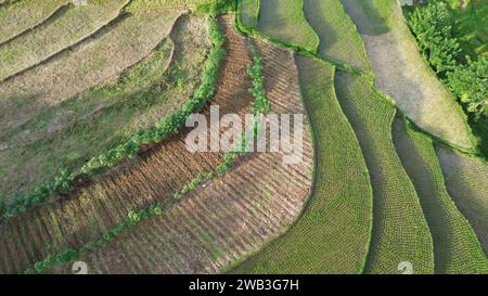 Une vue imprenable par drone sur les rizières verdoyantes de Tanah Datar, dans l'ouest de Sumatra, en Indonésie. Banque D'Images