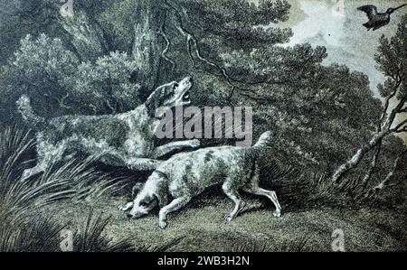 Spaniels : extrait d'une série de vieilles estampes sportives monochromes tirées des gravures de Samuel Howitt, publiées à l'origine entre 1798 et 1800. Howitt était un peintre anglais travaillant dans les huiles et l'aquarelle, peignant des animaux, des scènes de chasse, des courses de chevaux et des paysages. Il était également graveur, illustrateur et graveur. Ceci est photographié à partir d'un petit tirage. Banque D'Images