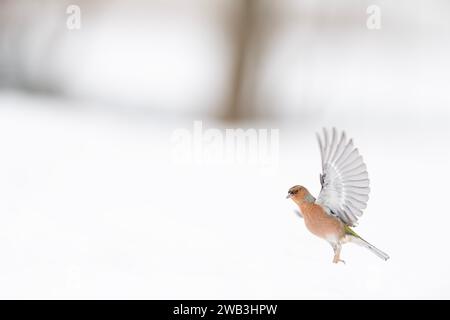 Prêt à voler, mâle chaffinch dans la forêt enneigée (Fringilla coelebs) Banque D'Images