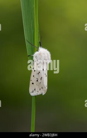 Papillon blanc d'ermine Spilosoma lubricipedia, reposant sur une tige d'herbe dans une zone ombragée d'un jardin, Co Durham, juin Banque D'Images