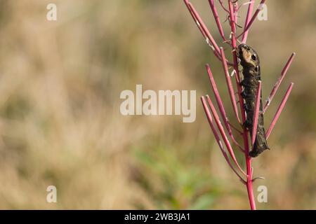 la chenille de l'éléphant hawkmoth Deilephila elpenor, telle que découverte sur place, se nourrit de feuilles de willowherb dans l'habitat des landes sur les collines de Cleveland, Nor Banque D'Images