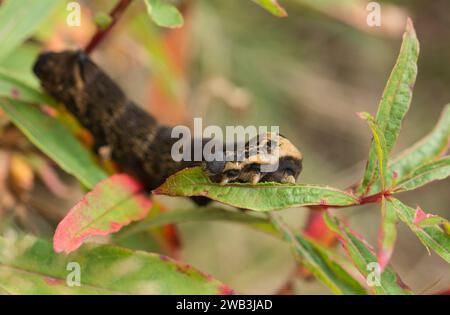 la chenille de l'éléphant hawkmoth Deilephila elpenor, telle que découverte sur place, se nourrit de feuilles de willowherb dans l'habitat des landes sur les collines de Cleveland, Nor Banque D'Images