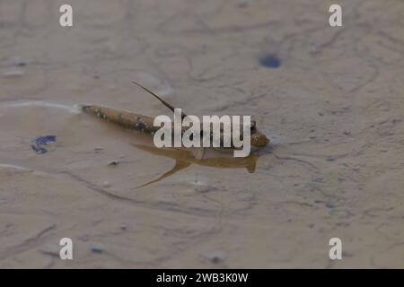 Mudskipper en eau peu profonde Banque D'Images