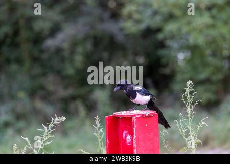 Gros plan d'une Magpie eurasienne perchée Banque D'Images