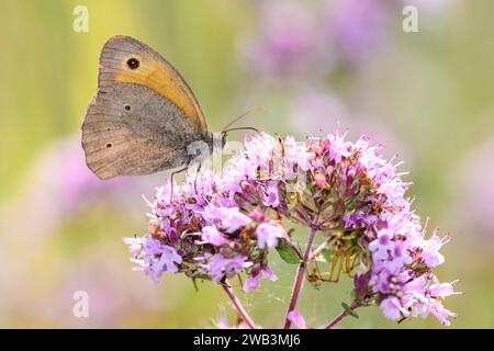 Grand Ox-eye - Maniola Jurtina suce avec son Nectar tronc d'une fleur d'origan - Origanum vulgare Banque D'Images