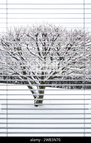 Regardant par une fenêtre avec des stores venitiens à un arbre dans le jardin couvert de neige pendant l'hiver Banque D'Images