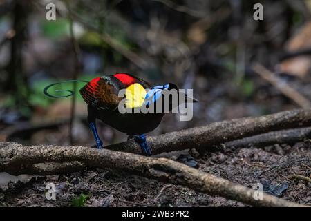 Oiseau de paradis de Wilson (Diphyllodes respublica) observé à Waigeo en Papouasie occidentale, Indonésie Banque D'Images