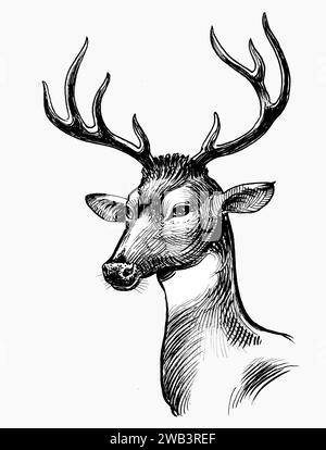 Tête de cerf. Dessin noir et blanc à l'encre dessinée à la main Banque D'Images