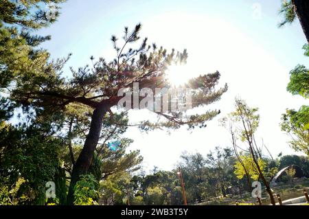 Soleil qui brille à travers les branches d'arbres Banque D'Images