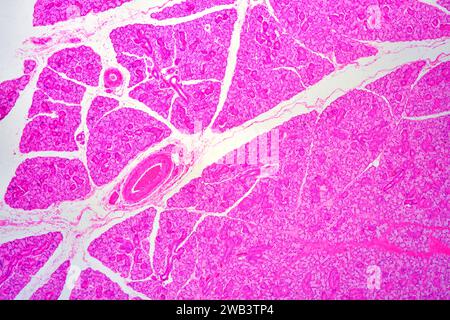 Glande salivaire humaine montrant l'acini, le parenchyme, les canaux sécrétoires et les vaisseaux sanguins. X25 à 10 cm de large. Banque D'Images