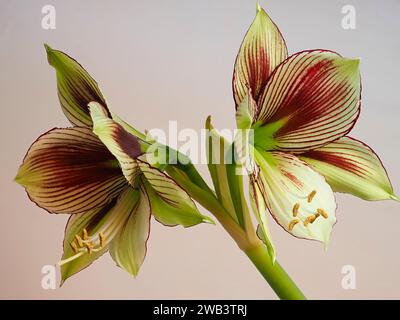 Fleurs blanches verdâtres rouges exotiques du tendre papillon amaryllis, Hippeastrum papilio, sur fond blanc Banque D'Images
