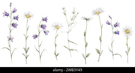 Aquarelle Daisy et bluebell. Illustration dessinée à la main de camomille. Ensemble de fleurs de fleurs blanches et violettes sur fond isolé. Dessin botanique Banque D'Images