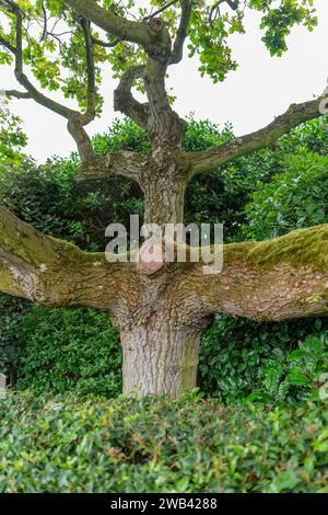 Paysage de jardin comprenant un vieux tronc d'arbre à l'heure d'été vu en Normandie, France Banque D'Images