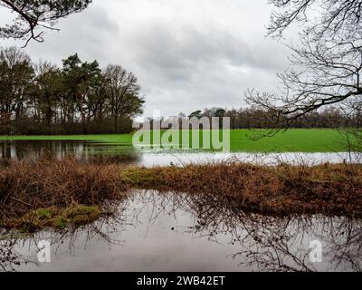 Utrecht, pays-Bas. 06 janvier 2024. Un champ est vu inondé. En raison des fortes pluies et des niveaux d'eau élevés, de nombreux champs agricoles sont inondés. Le sol n'est plus capable d'absorber l'eau, et beaucoup d'arbres sont tombés parce que les racines sont pourries. Ce week-end, les températures ont fortement chuté, ce qui donne de fortes chances de formation de glace, et le patinage sur glace pourrait devenir possible sur glace naturelle (photo Ana Fernandez/SOPA Images/Sipa USA) crédit : SIPA USA/Alamy Live News Banque D'Images