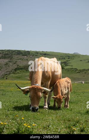 Pâturage de vaches et de veaux près de Lago de Ercina Covadonga Astureis, Espagne Banque D'Images