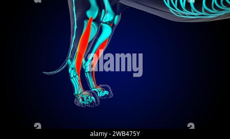 Extensor digitorum longus muscle anatomie du muscle lion pour l'illustration 3D du concept médical Banque D'Images