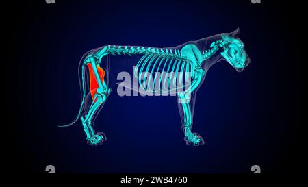 Muscle adducteur anatomie du muscle lion pour concept médical Illustration 3D. Banque D'Images