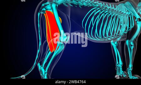 Muscle adducteur anatomie du muscle lion pour concept médical Illustration 3D. Banque D'Images