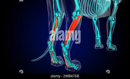 Muscle flexor digitorum longus anatomie du muscle lion pour l'illustration 3D du concept médical Banque D'Images