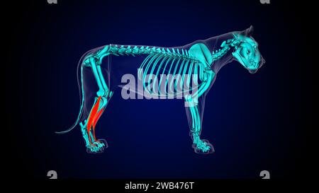 Extensor digitorum longus muscle anatomie du muscle lion pour l'illustration 3D du concept médical Banque D'Images