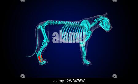 Extensor digitorum brevis muscle de lion anatomie pour le concept médical illustration 3D. Banque D'Images