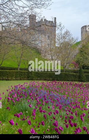 Le C13ème Bevis Tower, North Bailey, Arundel Castle, West Sussex, Angleterre, ROYAUME-UNI. Tulipes ('Purple Dream') et camassia couvrent la banque au premier plan. Banque D'Images