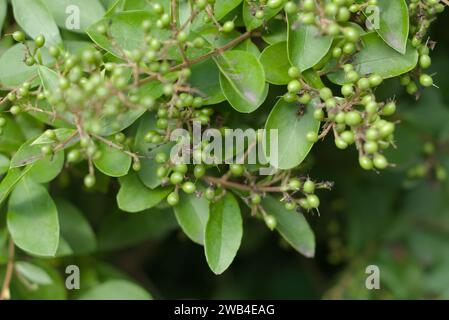 Ligustrum sinense ou privet chinois. C'est une plante ornementale à feuilles persistantes avec des baies toxiques. La plante pousse dans de nombreux endroits en Asie. Japon Banque D'Images