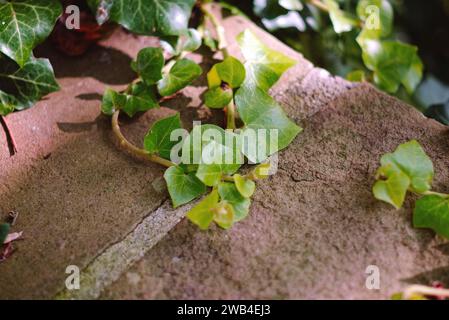 Plante qui ressemble à un raisin ou à une vigne. Suivi lent de la caméra. Hedera Helix, lierre européen, lierre commun, lierre anglais, lierre simple Banque D'Images