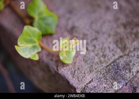 Le lierre commun est une plante à feuilles persistantes qui aime pousser sur d'autres arbres. Aime souvent parasiter d'autres plantes Banque D'Images