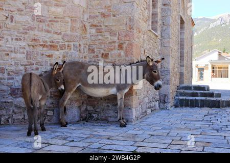 Ânes dans une église de Pustec, parc national de Prespa en Albanie Banque D'Images