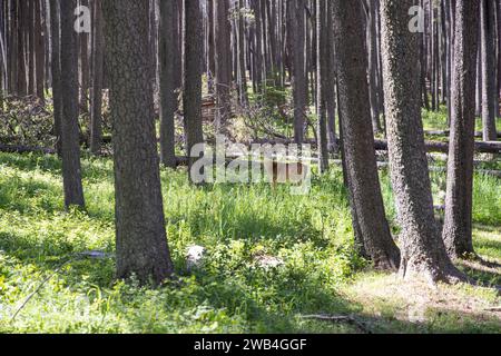 Cerfs mulets dans les forêts de pins de Cypress Hills Alberta Banque D'Images
