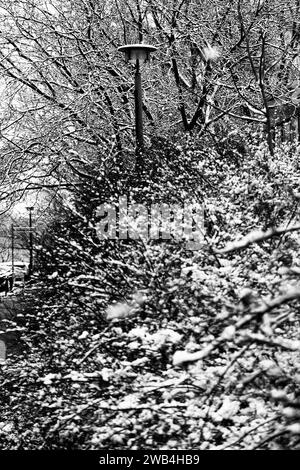 Frisch gefallener Schnee liegt auf Sträuchern à Berlin. / La neige fraîchement tombée repose sur des buissons à Berlin. Schneefall à Berlin *** neige fraîchement tombée repose sur des buissons à Berlin neige fraîchement tombée repose sur des buissons à Berlin chute de neige à Berlin S-P202401055076.jpg Banque D'Images