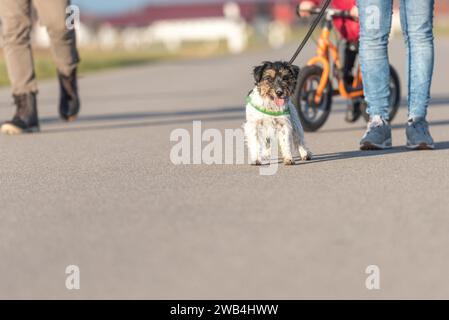 Jeune famille va se promener avec leurs petits enfants et laisse avec leur chien Jack Russell Terrier. Banque D'Images