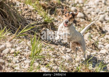 Pure race, de mignons petits Jack Russell Terrier chien courir vite sur un remblai de gravier Banque D'Images